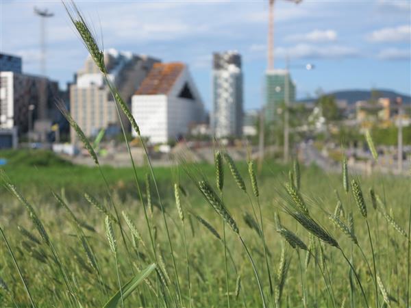 loseter_sommer2015
